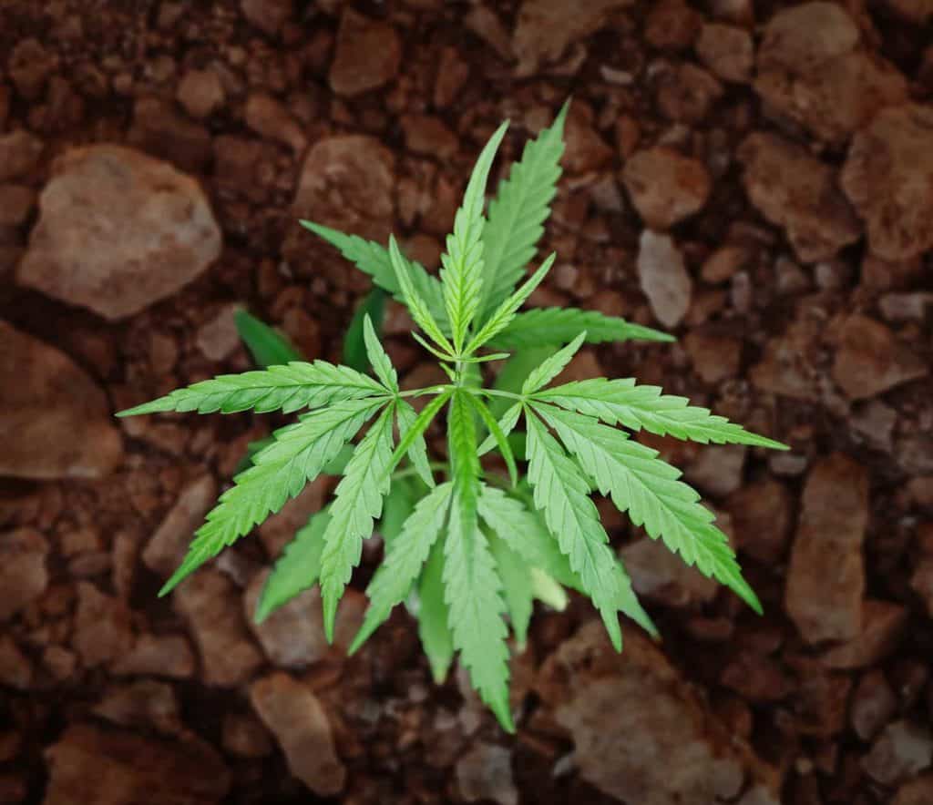 Hawaii Cannabis Consulting Dispensary Checklist