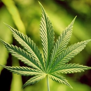 Pot Consultant: 3 Things you Need to Know NOW!