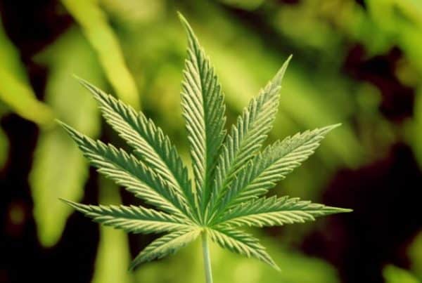 How to Acquire a Pennsylvania Medical Marijuana Card