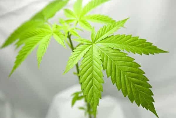 Marihuana for Medical Purposes Regulations MMPR Consulting