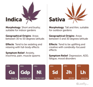 Indica vs Sativa Leafly