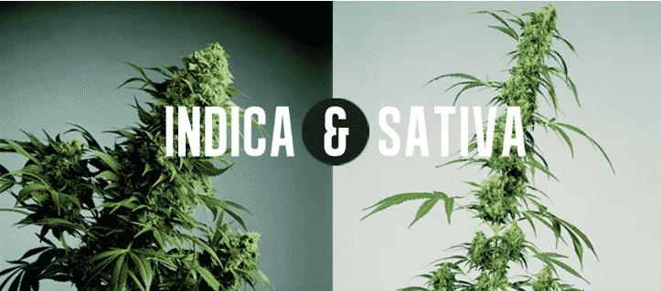 Sativa vs. Indica: a Comprehensive Guide to Both