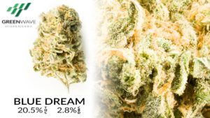 Blue Dream marijuana strain