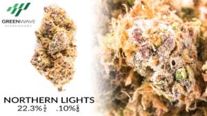 Northern Lights marijuana strains