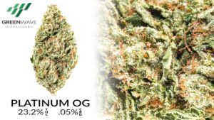 OG Kush marijuana strains