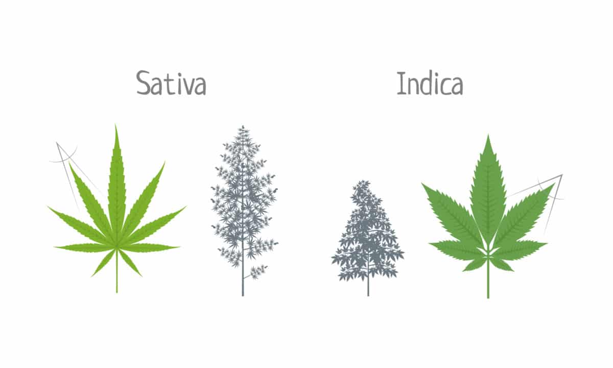 What is the difference between Indica and Sativa?