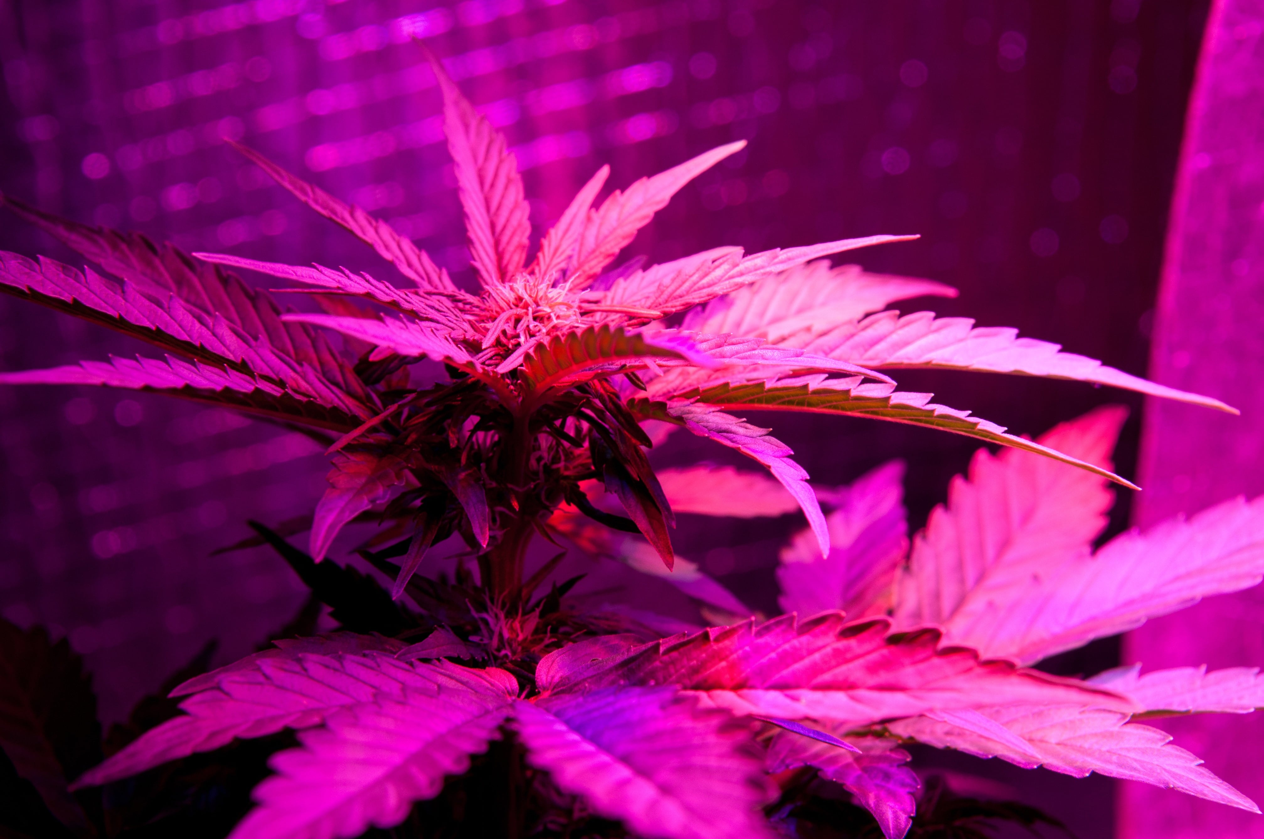 The 10 Things You Need to Know About How to Grow Weed
