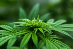 Marijuana Consulting Missouri