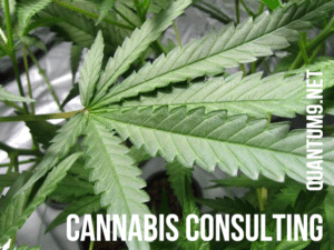 Quantum 9 Cannabis Consultant Massachusetts
