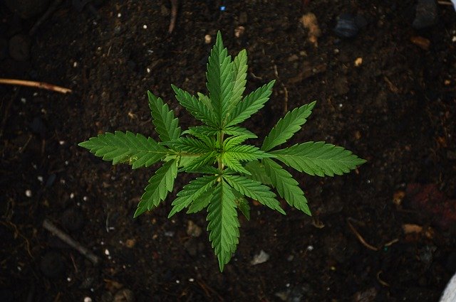 Innovating Medical Marijuana Regulation