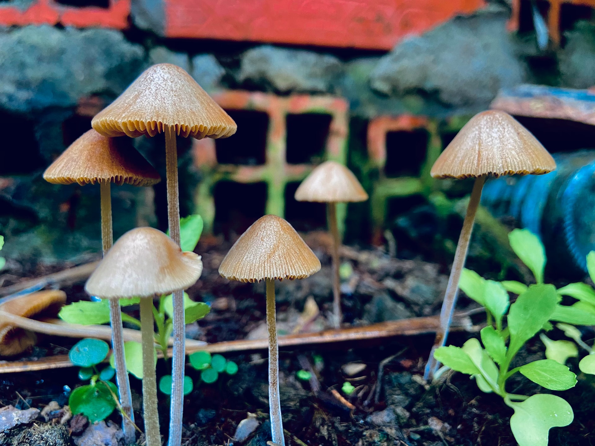 Psilocybin License Application in Oregon: Win a License!