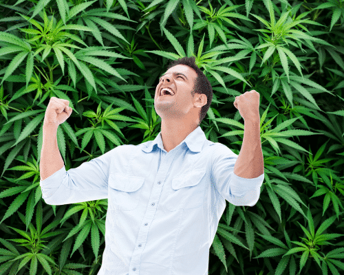 win a cannabis license