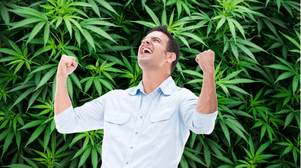 win a cannabis license