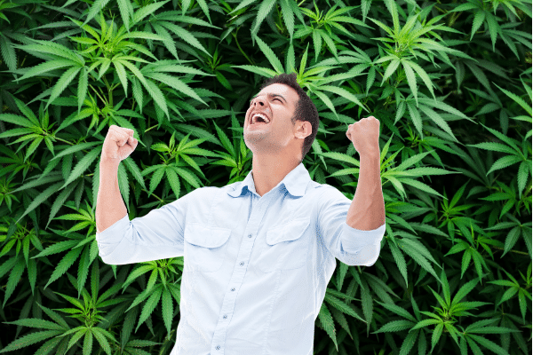 win a cannabis license