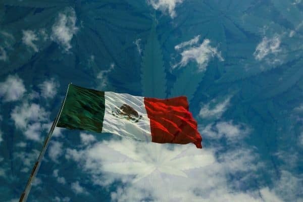 Cannabis Application Writer in Mexico: The Process